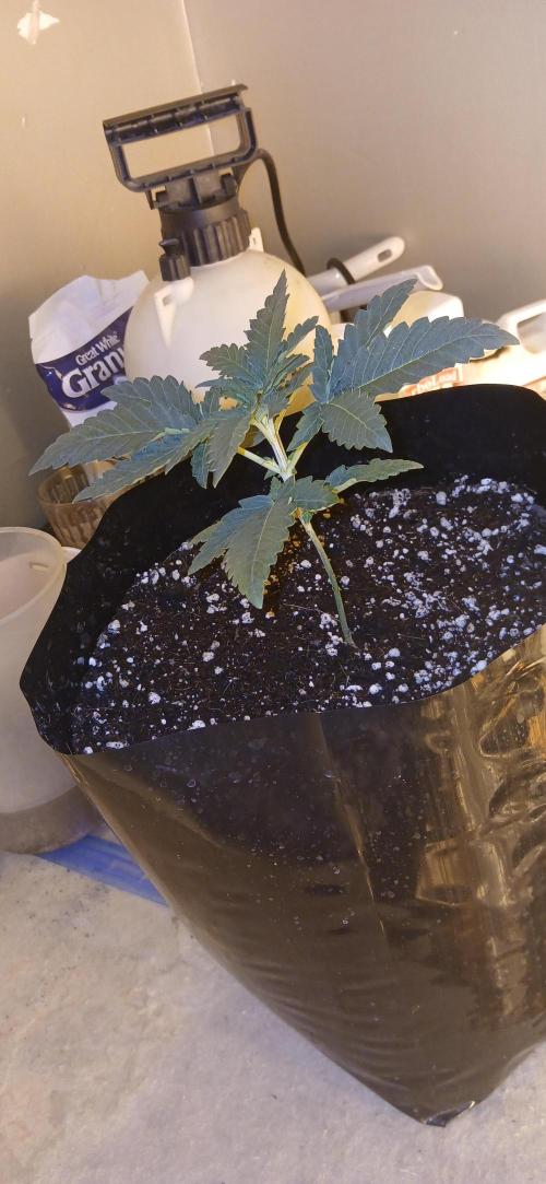 Emerald Triangle - Critical Sour Diesel. Week 3 - Day 16 since germ
