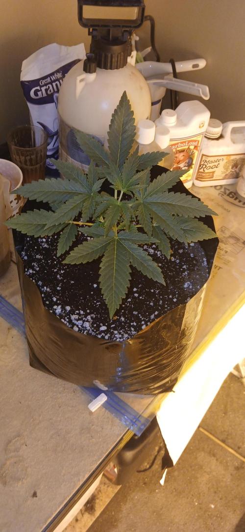 G13 Labs - White Critical. Week 3 - Day 16 since germ