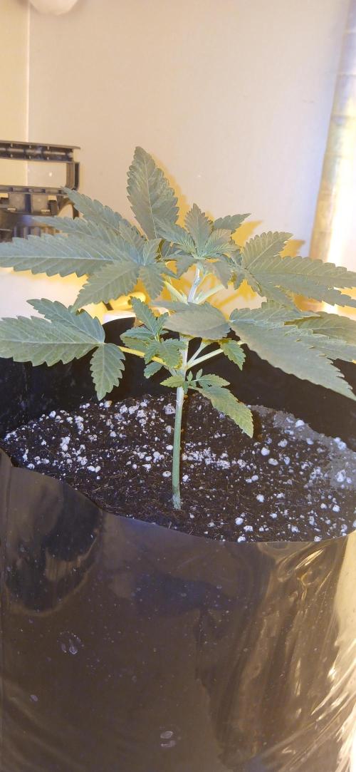 G13 Labs - White Critical. Week 3 - Day 16 since germ