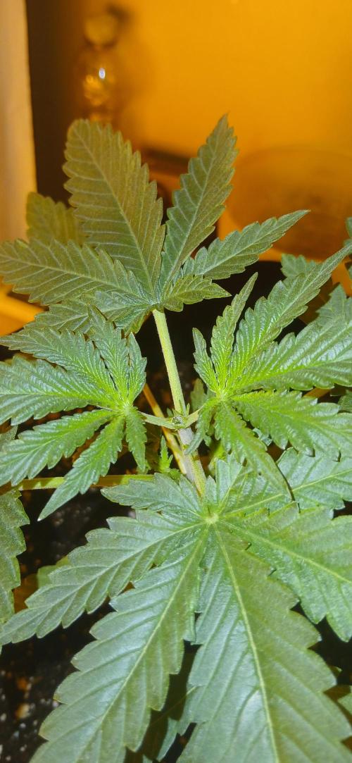 G13 Labs - White Critical. Week 3 - Day 16 since germ