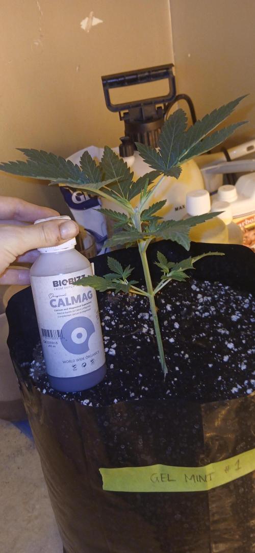 00 Seeds - Mimosa & Gelato Mints. Week 3 - Gel Mint 1 day 15