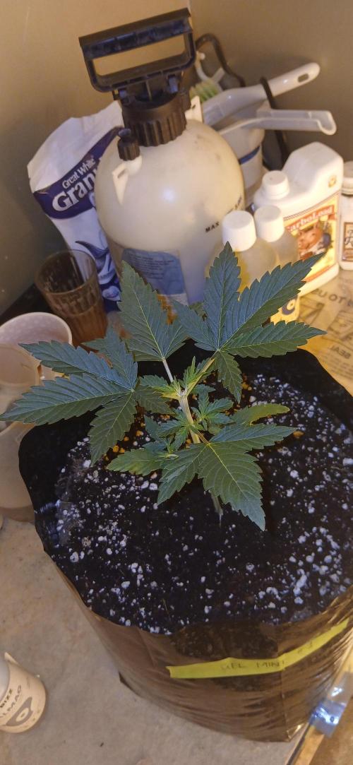 00 Seeds - Mimosa & Gelato Mints. Week 3 - Gel Mint 1 day 15