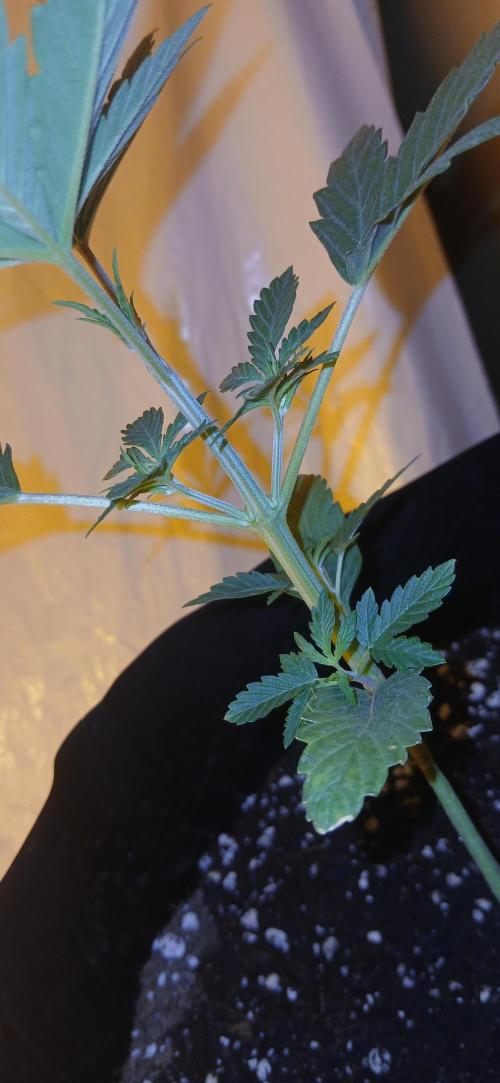 00 Seeds - Mimosa & Gelato Mints. Week 3 - Gel Mint 1 day 15