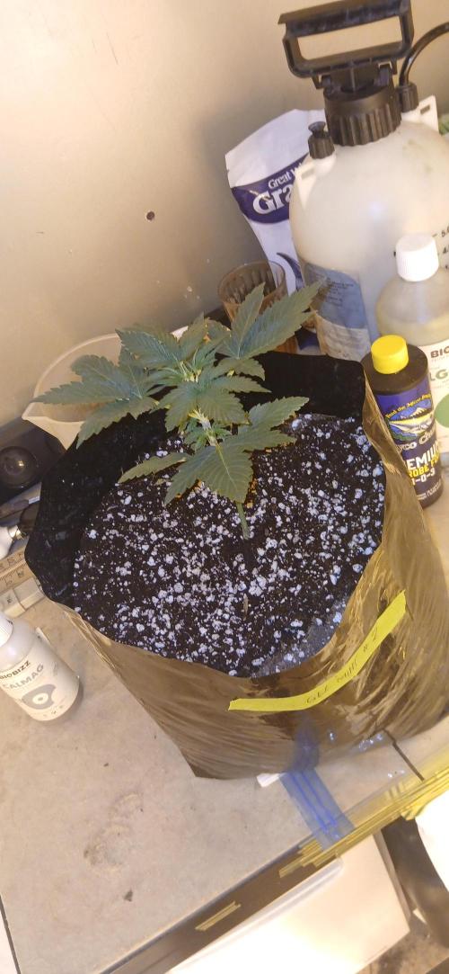 00 Seeds - Mimosa & Gelato Mints. Week 3 - Gel Mint 2 day 15