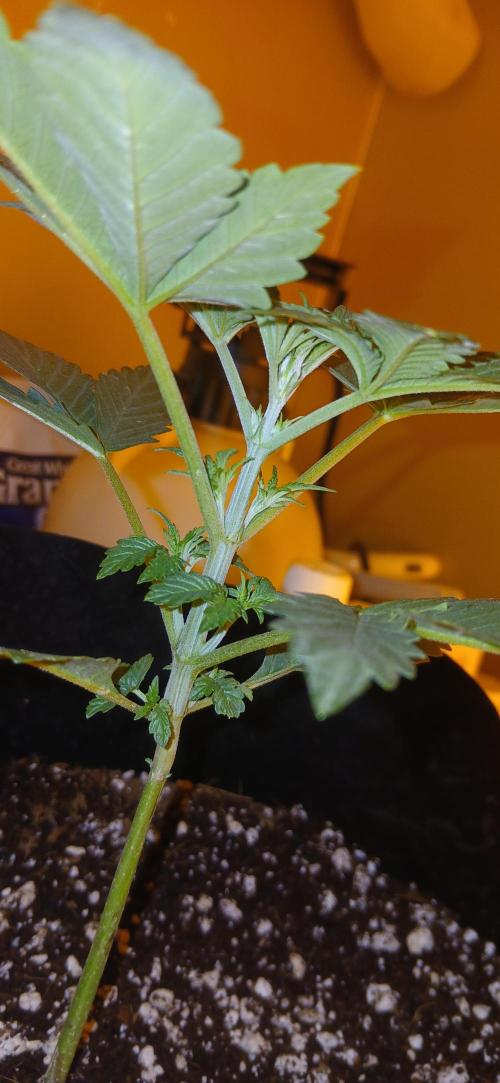 00 Seeds - Mimosa & Gelato Mints. Week 3 - Gel Mint 2 day 15