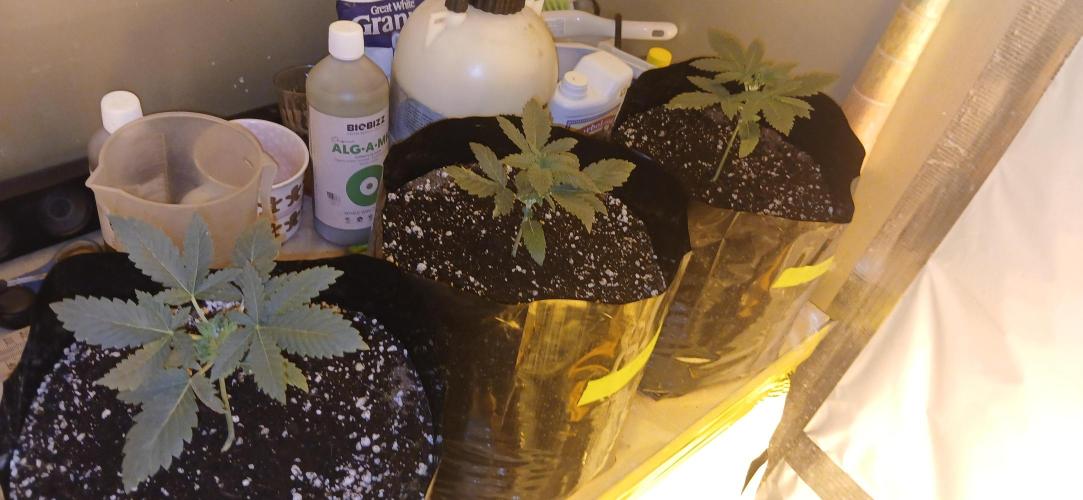 00 Seeds - Mimosa & Gelato Mints. Week 3 - Mimosa 1  2  3