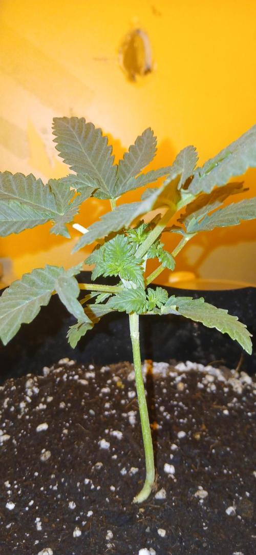 00 Seeds - Mimosa & Gelato Mints. Week 3 - Mimosa 1 tri showing signs of polyploidism / webbed (whorled phylotaxy) may reve