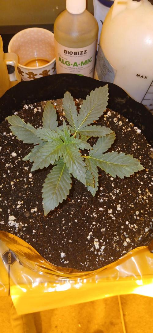 00 Seeds - Mimosa & Gelato Mints. Week 3 - Mimosa 2 day 15 also looks poly 