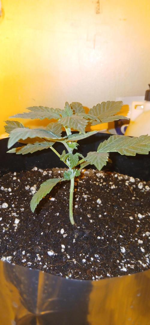 00 Seeds - Mimosa & Gelato Mints. Week 3 - Mimosa 2 day 15