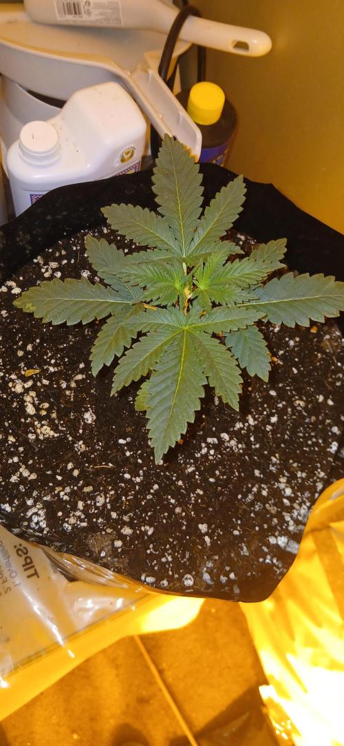 00 Seeds - Mimosa & Gelato Mints. Week 3 - Mimosa 3 day 15