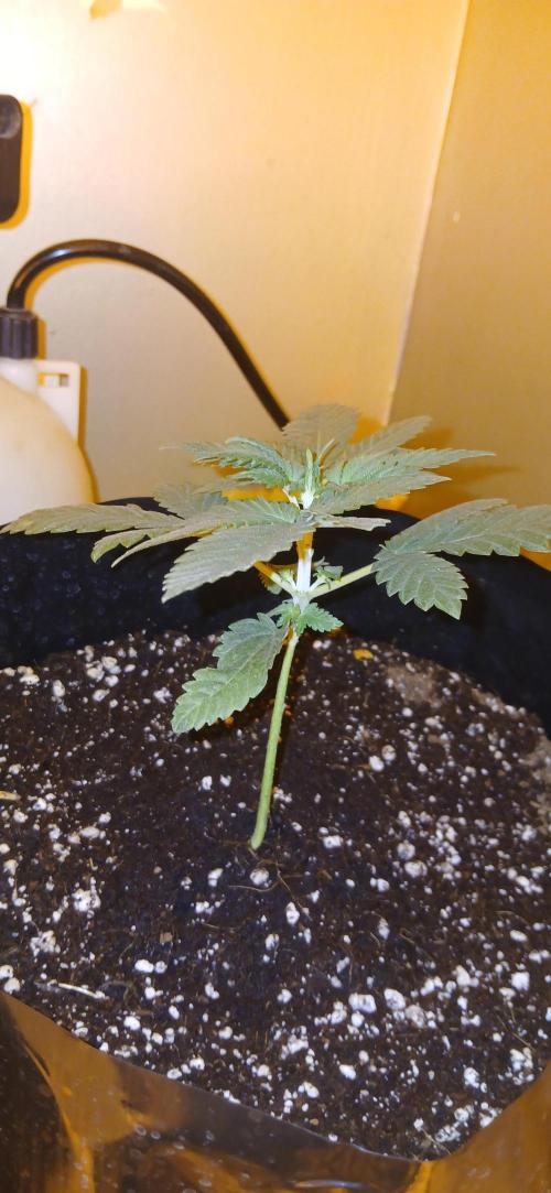 00 Seeds - Mimosa & Gelato Mints. Week 3 - Mimosa 3 day 15