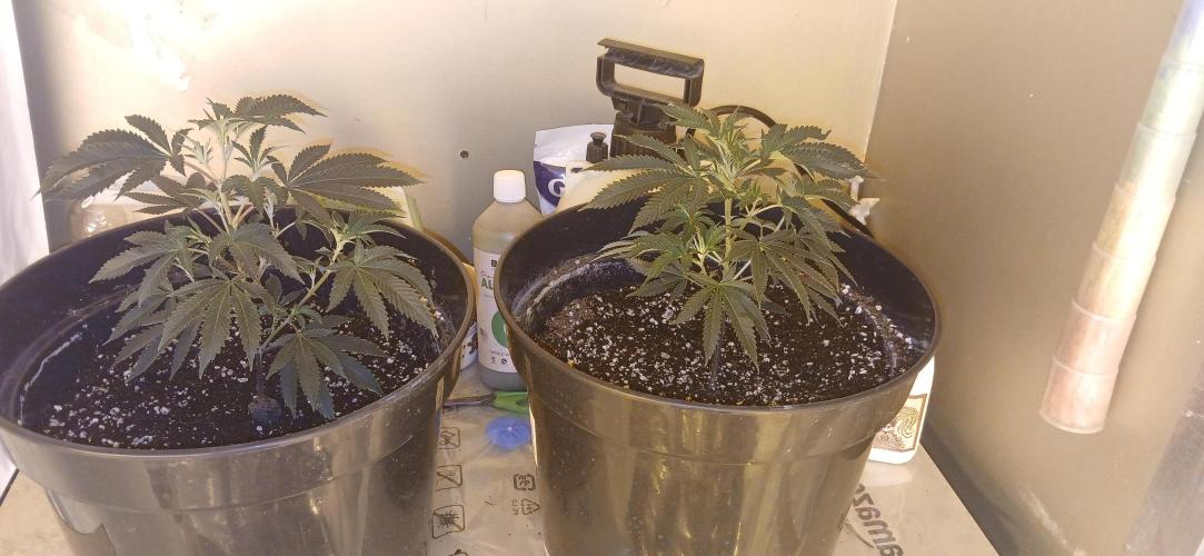 TopDawg - Clone Only UK Stardawg. Week 3