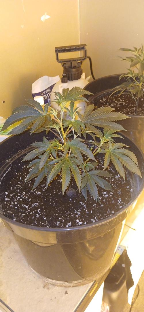 TopDawg - Clone Only UK Stardawg. Week 3