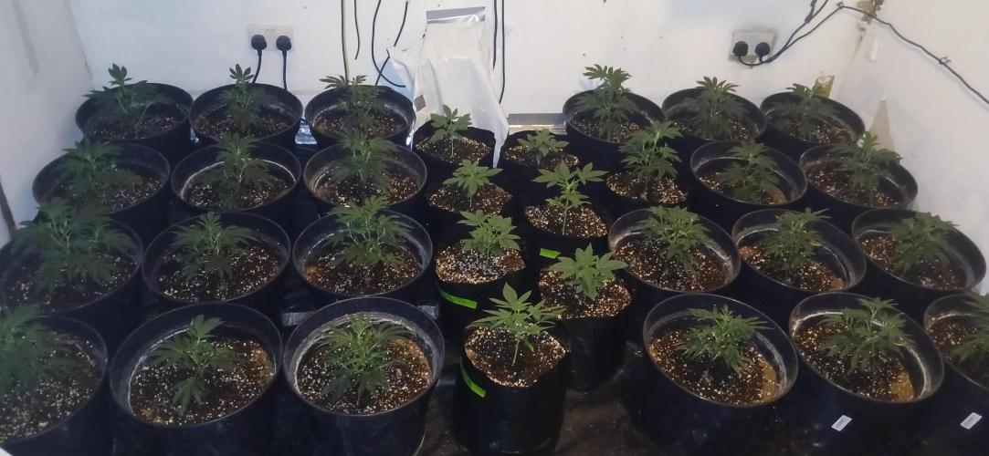 TopDawg - Clone Only UK Stardawg. Week 3