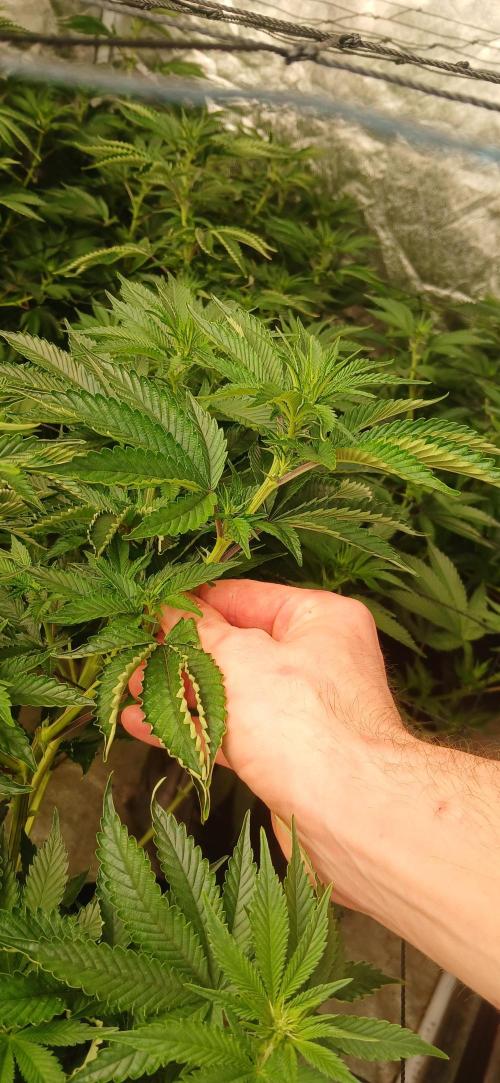 Jungleboys - Zkittlez Cake (Clone Only). Week 1 - Day 8 since flip