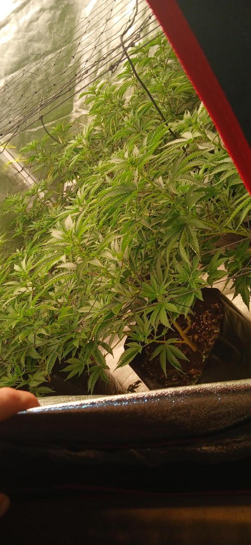 Jungleboys - Zkittlez Cake (Clone Only). Week 1 - Day 8 since flip