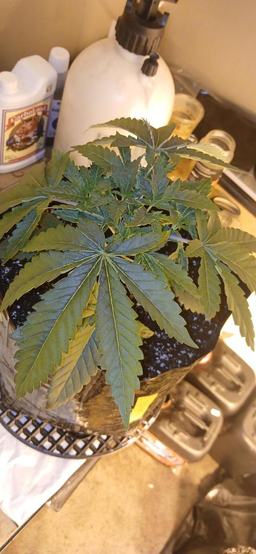 Emerald Triangle - Critical Sour Diesel. Week 4 - Start of week 4