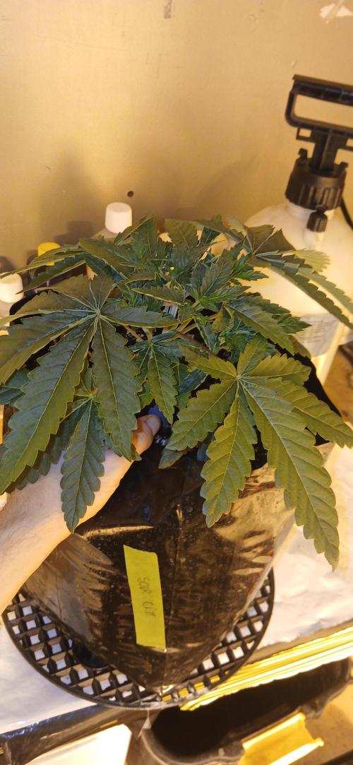 Emerald Triangle - Critical Sour Diesel. Week 4 - Start of week 4