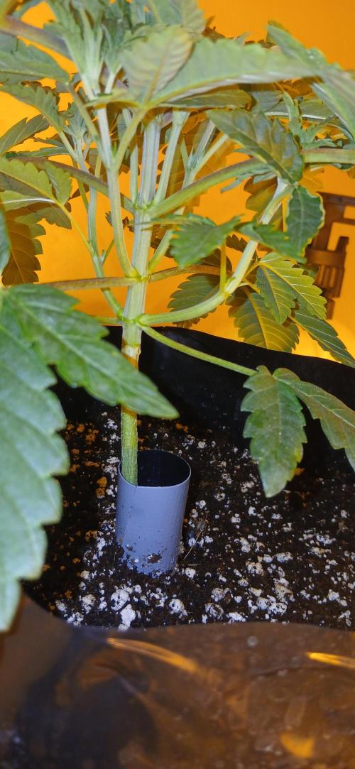 Emerald Triangle - Critical Sour Diesel. Week 4 - Start of week 4