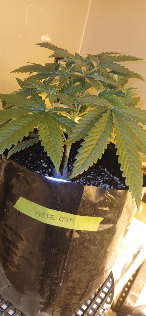 G13 Labs - White Critical. Week 4 - Start of week 4 