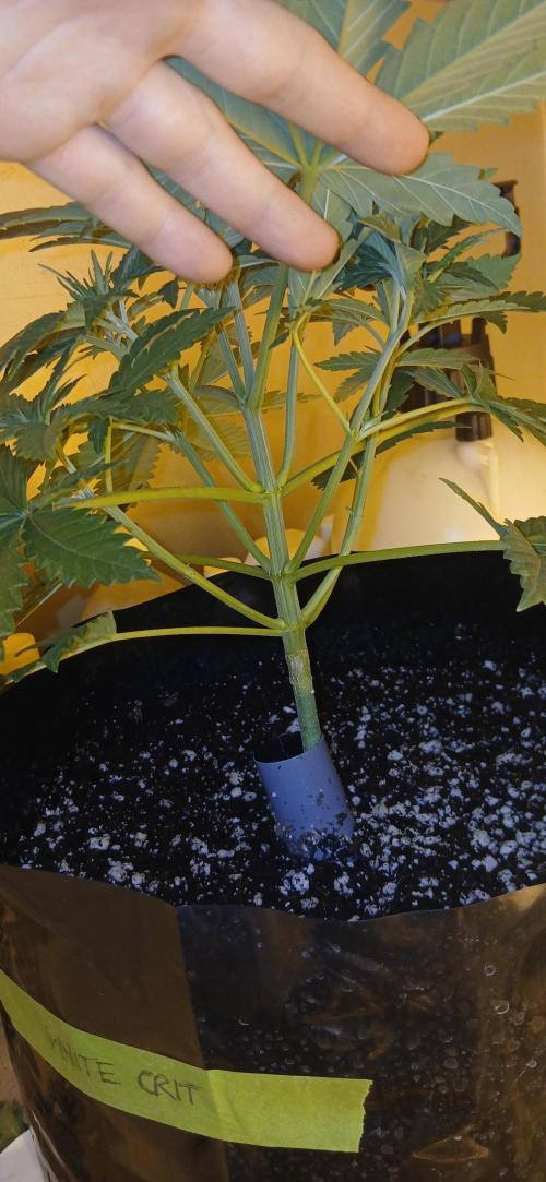 G13 Labs - White Critical. Week 4 - Start of week 4