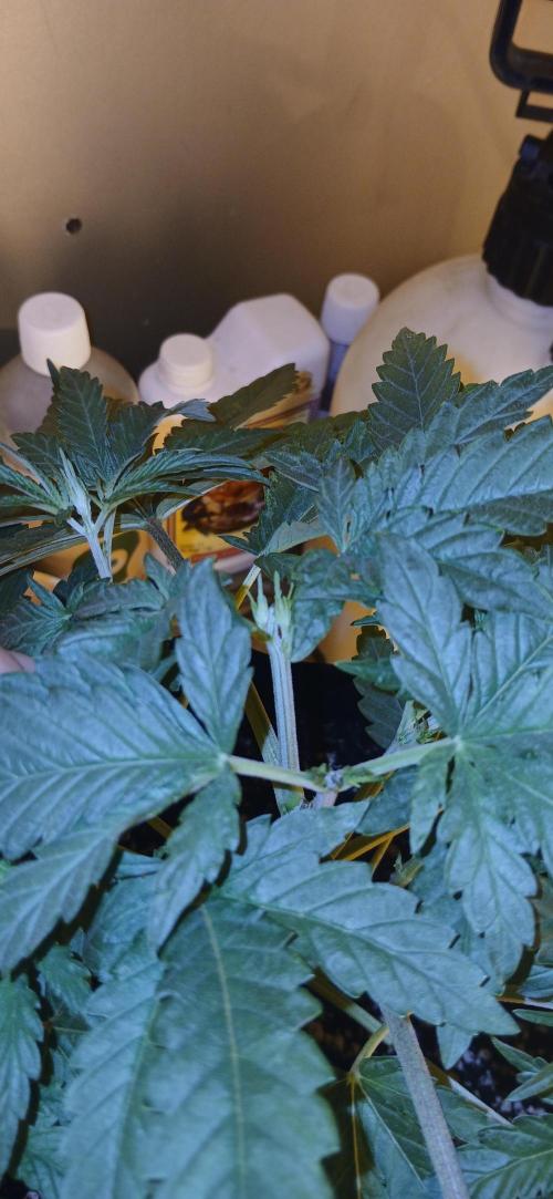 G13 Labs - White Critical. Week 4 - Start of week 4