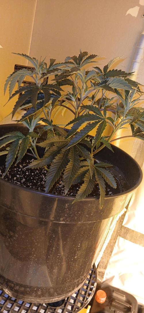 TopDawg - Clone Only UK Stardawg. Week 4