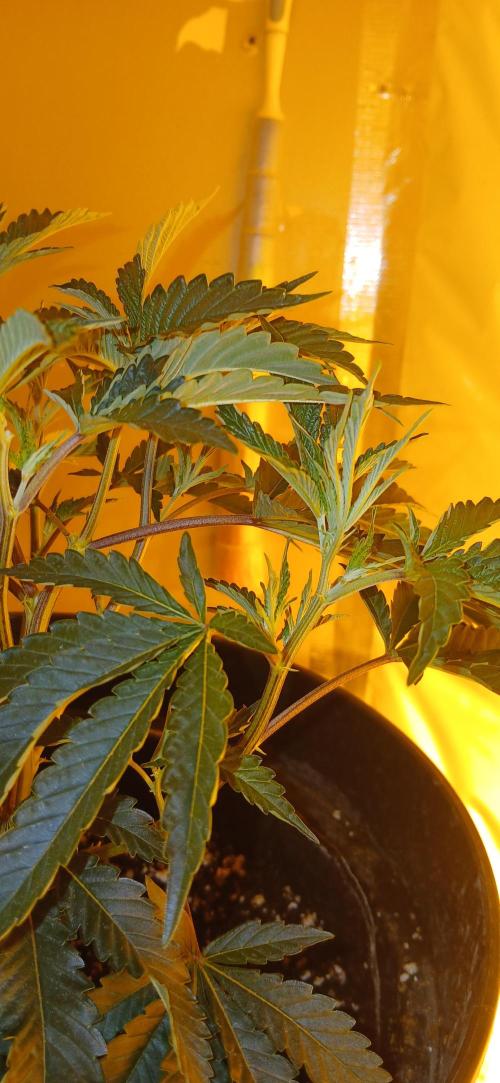 TopDawg - Clone Only UK Stardawg. Week 4