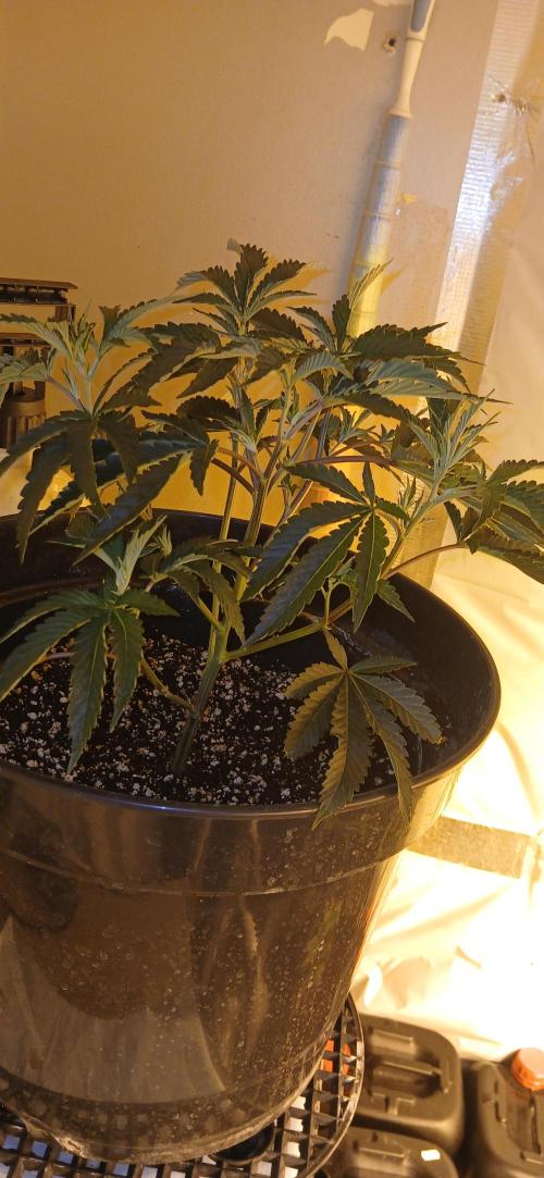 TopDawg - Clone Only UK Stardawg. Week 4