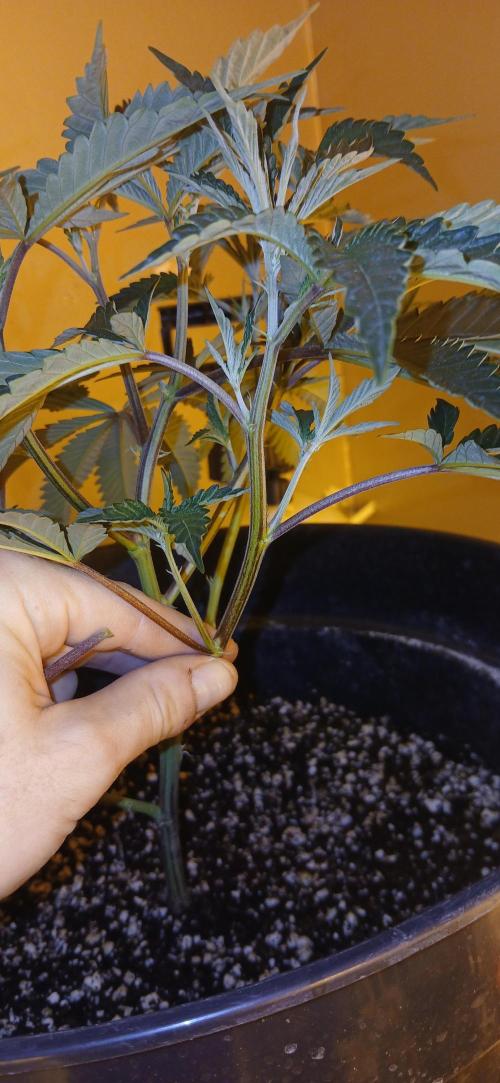 TopDawg - Clone Only UK Stardawg. Week 4