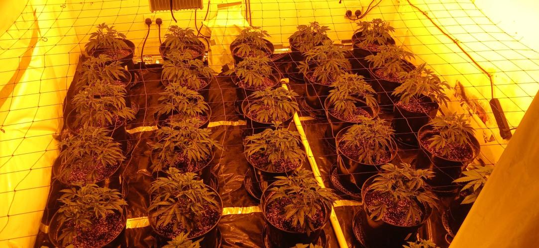 TopDawg - Clone Only UK Stardawg. Week 4