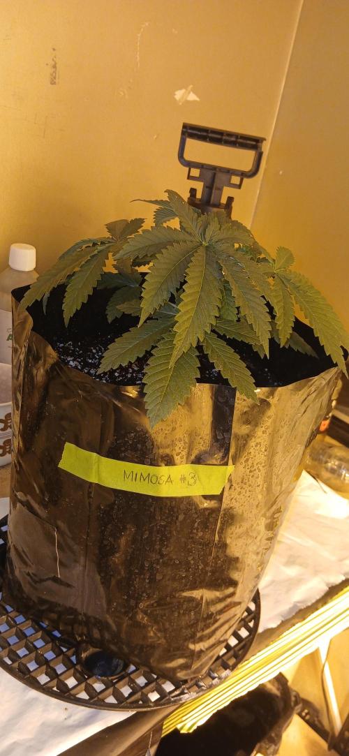 00 Seeds - Mimosa & Gelato Mints. Week 4 - Mimosa 3