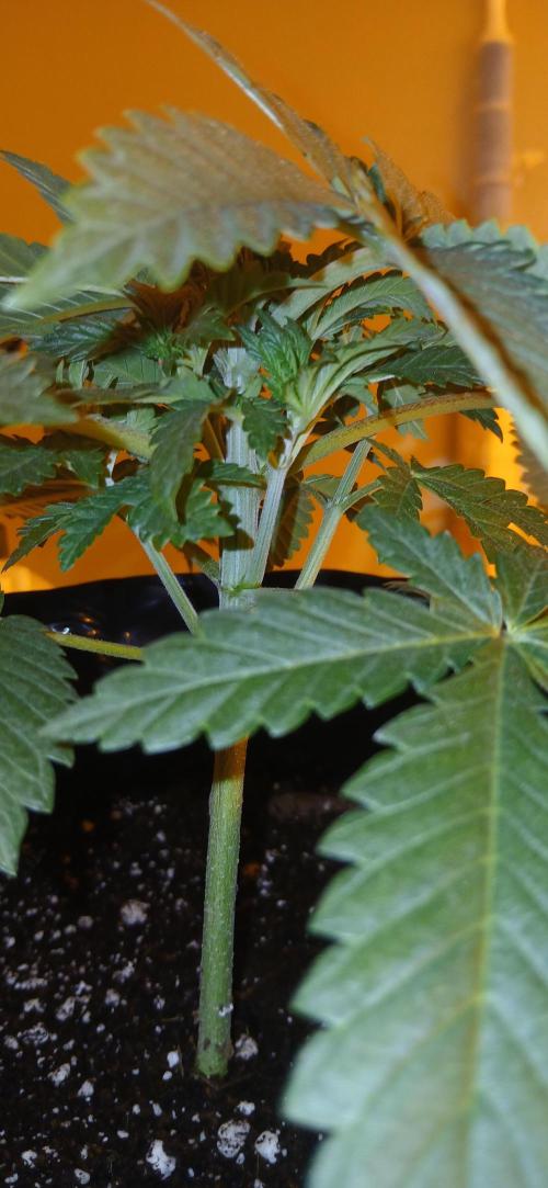 00 Seeds - Mimosa & Gelato Mints. Week 4 - Mimosa 3 