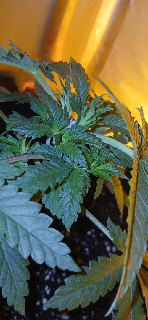 00 Seeds - Mimosa & Gelato Mints. Week 4 - Mimosa 3