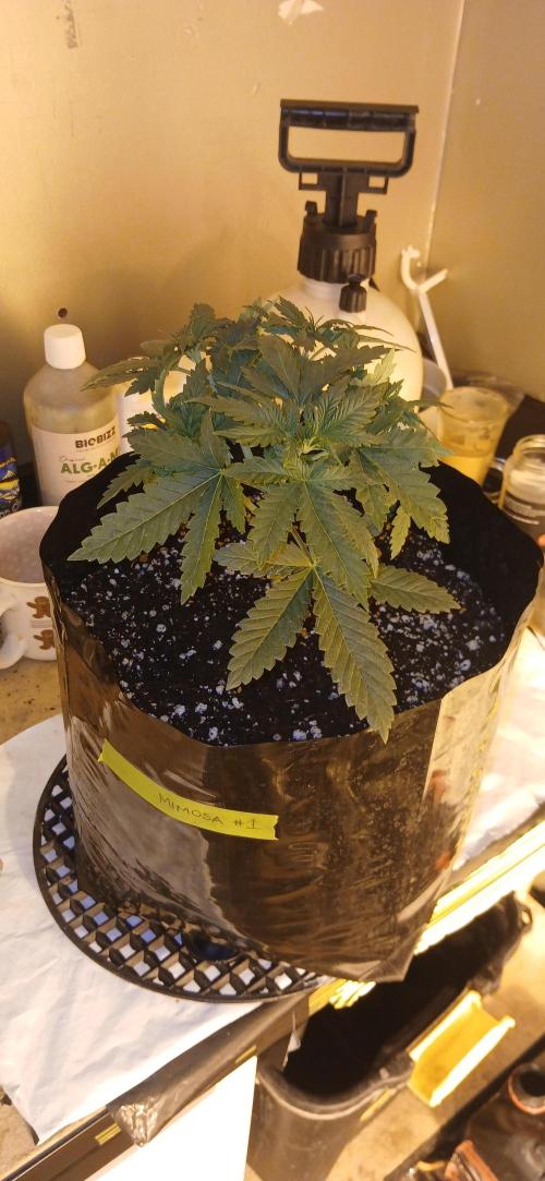 00 Seeds - Mimosa & Gelato Mints. Week 4 - Mimosa 2