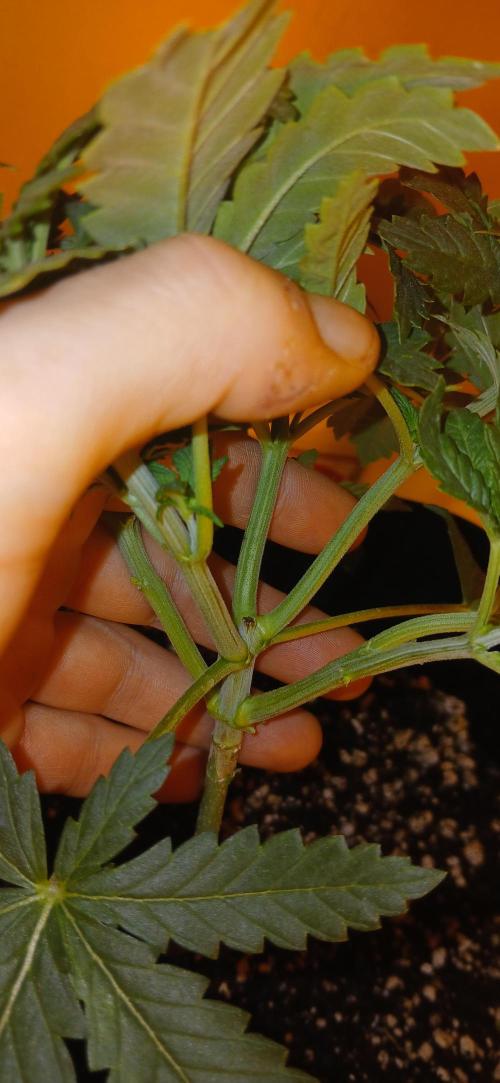 00 Seeds - Mimosa & Gelato Mints. Week 4 - Mimosa 2 