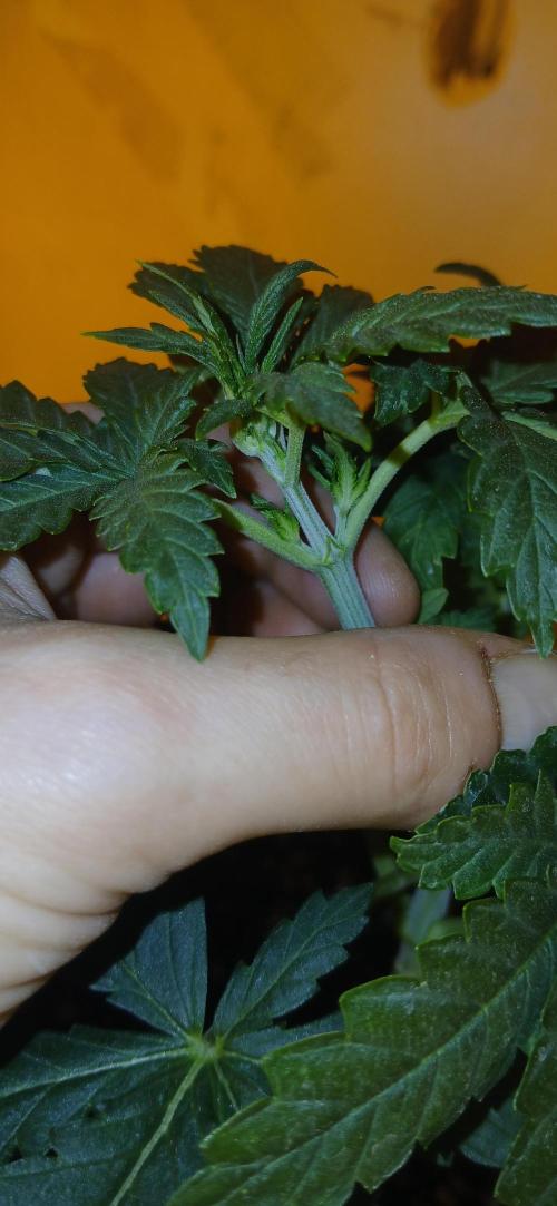 00 Seeds - Mimosa & Gelato Mints. Week 4 - Mimosa 2