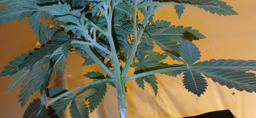 00 Seeds - Mimosa & Gelato Mints. Week 4 - Mimosa 2