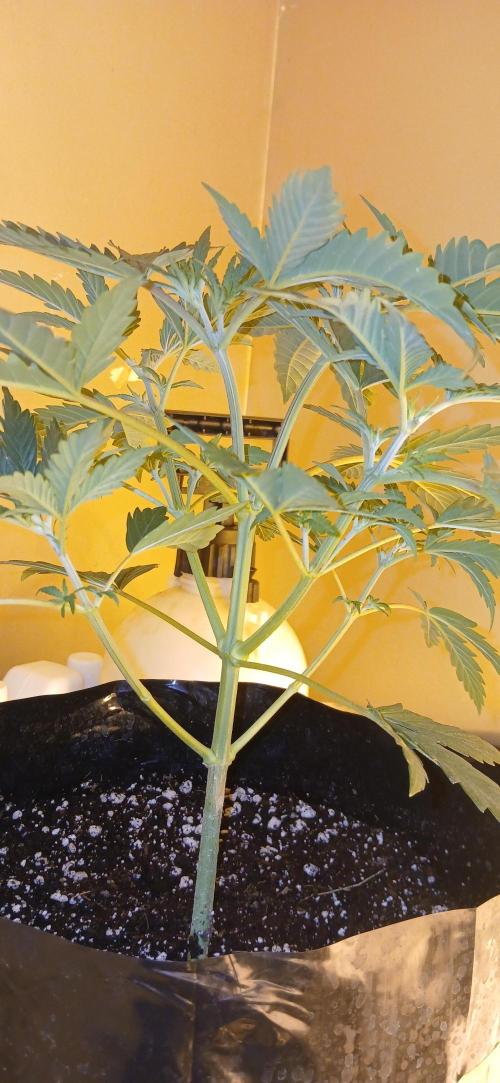 00 Seeds - Mimosa & Gelato Mints. Week 4 - Gel Mint 2