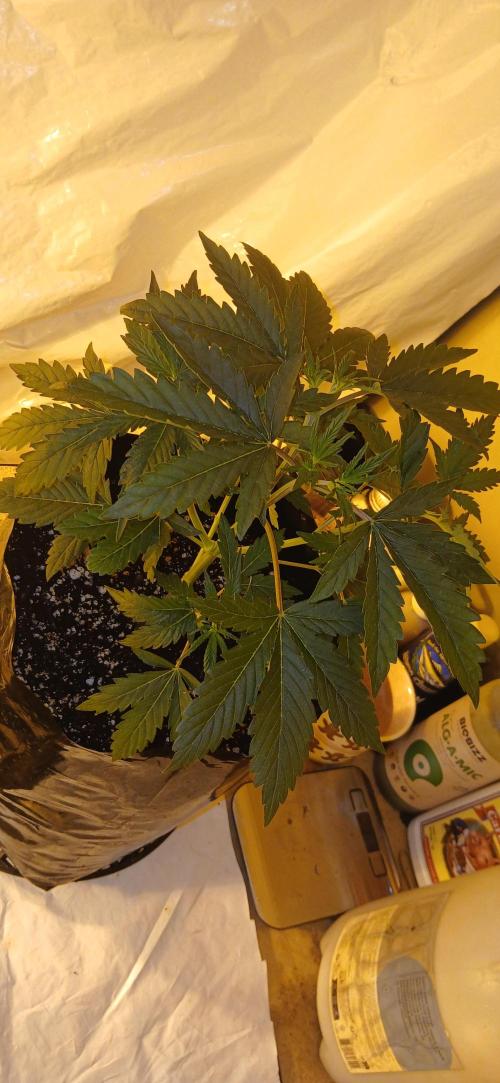 00 Seeds - Mimosa & Gelato Mints. Week 4 - Gel Mint 2