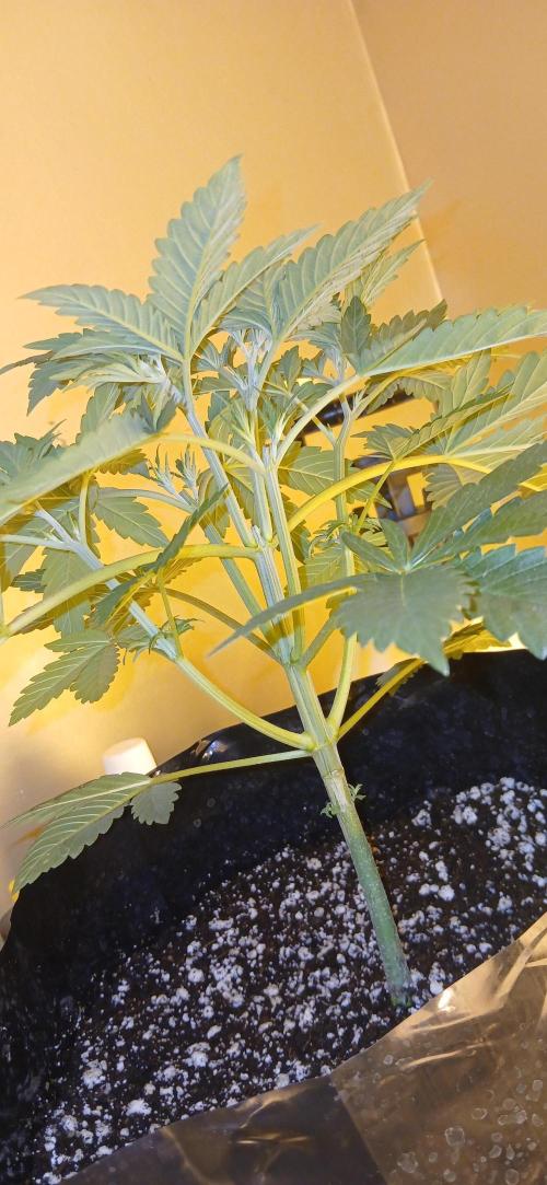 00 Seeds - Mimosa & Gelato Mints. Week 4 - Gel Mint 1