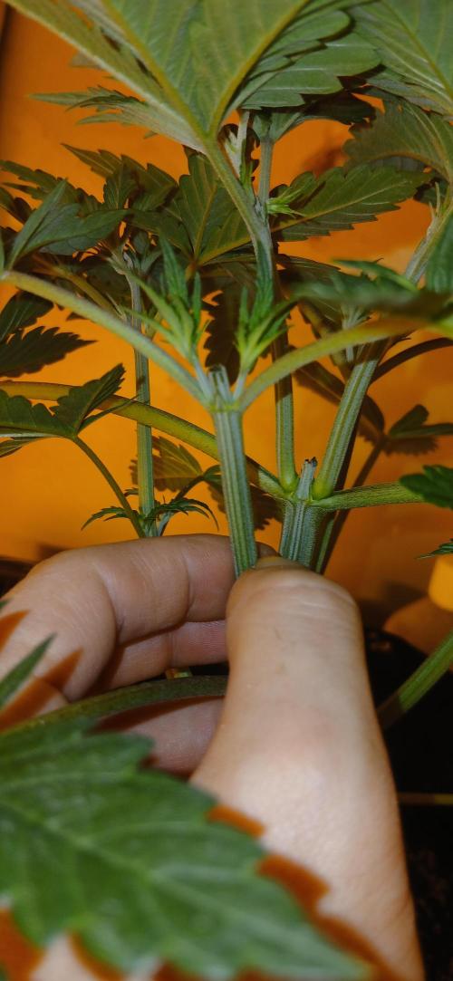 00 Seeds - Mimosa & Gelato Mints. Week 4 - Gel Mint 1