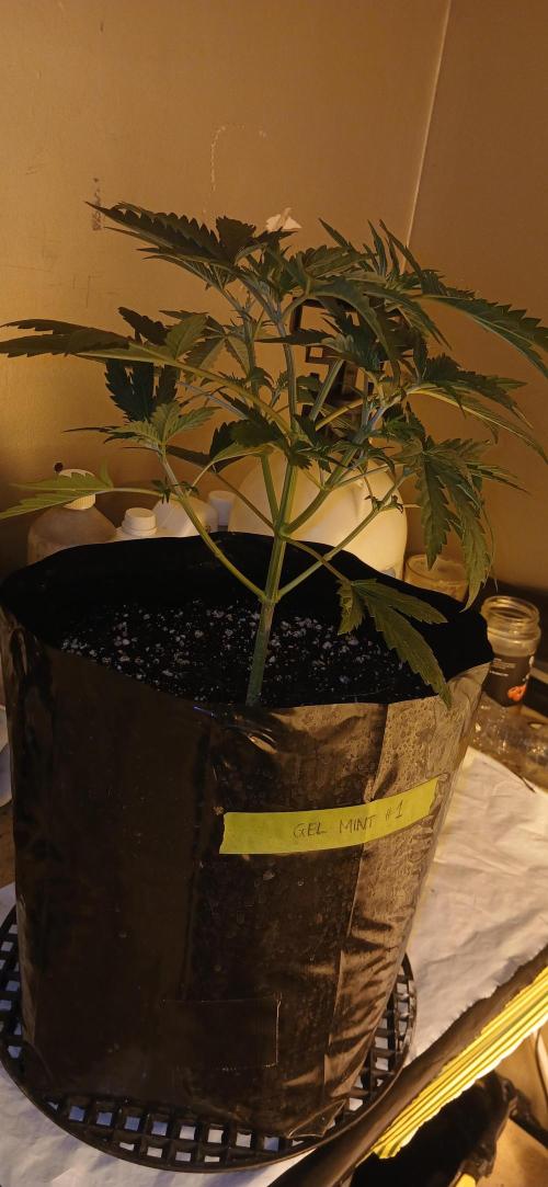 00 Seeds - Mimosa & Gelato Mints. Week 4 - Gel Mint 1
