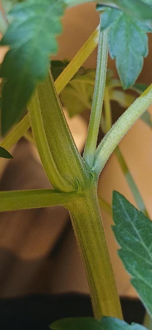 Emerald Triangle - Critical Sour Diesel. Week 5 - Herm