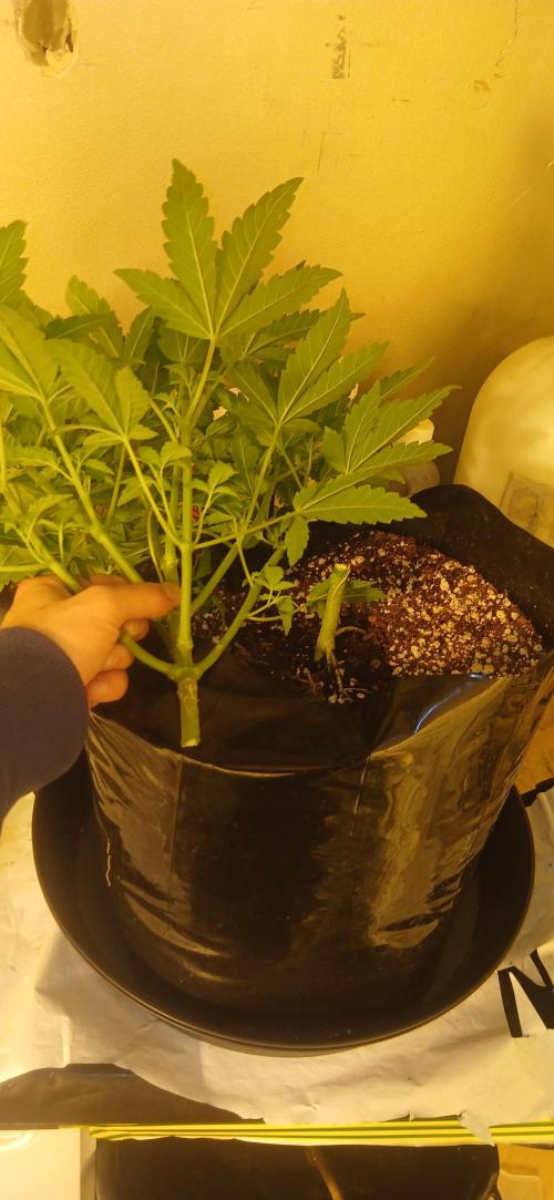 Emerald Triangle - Critical Sour Diesel. Week 5 - RIP