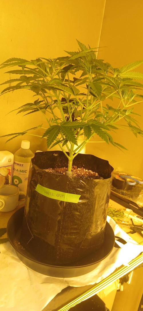 G13 Labs - White Critical. Week 5 - Day 1 flip