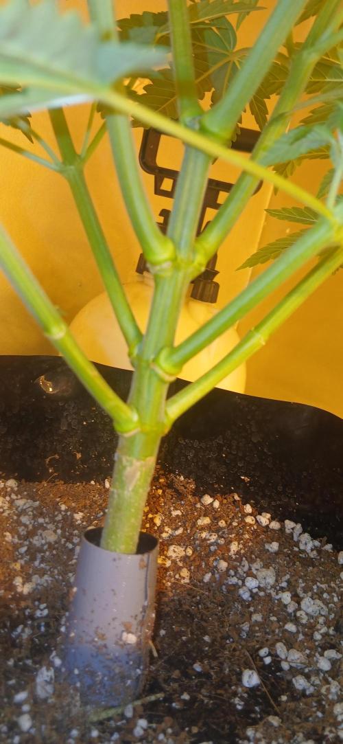 G13 Labs - White Critical. Week 5 - Day 1 flip