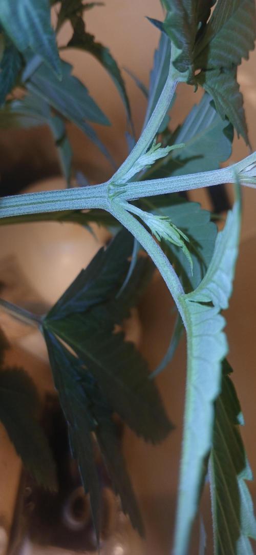 00 Seeds - Mimosa & Gelato Mints. Week 5