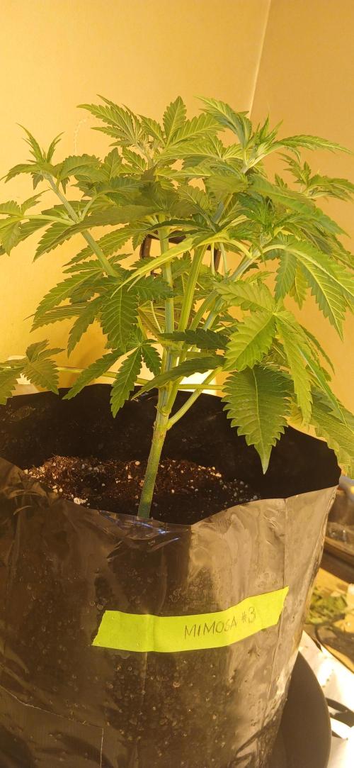 00 Seeds - Mimosa & Gelato Mints. Week 5