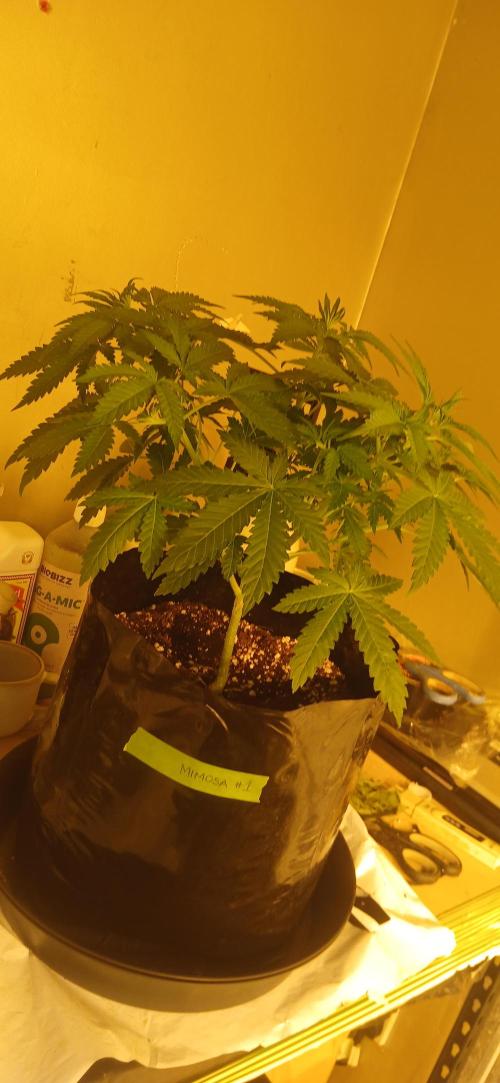 00 Seeds - Mimosa & Gelato Mints. Week 5